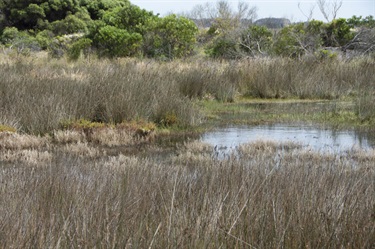 Karaaf wetlands - pond and grass