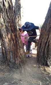 Kinder-Tree-Climbing.jpg