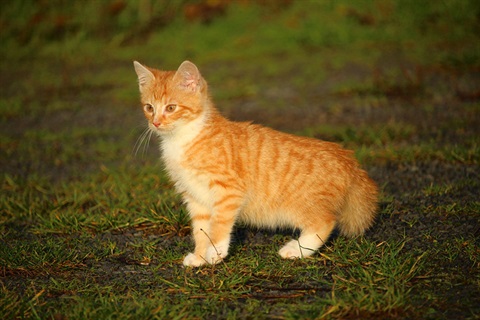 orange kitten
