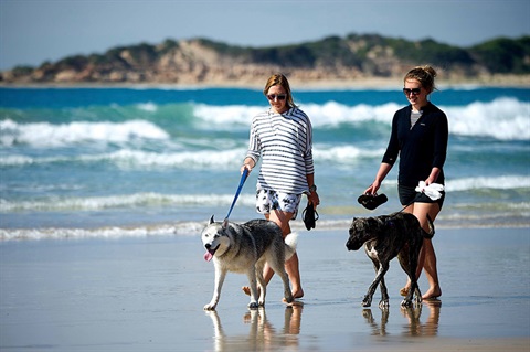 Dogs-on-the-beach.jpg