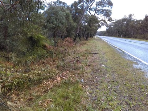 Side of the road showing bushes, lawn and road.