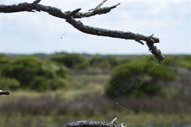 Karaaf wetlands - branch and spider web