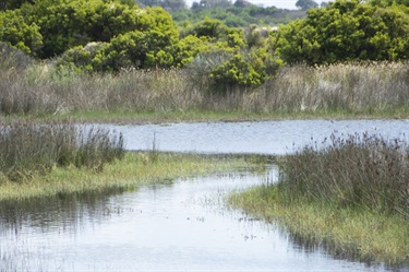 Karaaf wetlands - water and grasses