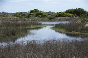 Karaaf wetlands - water and bushes