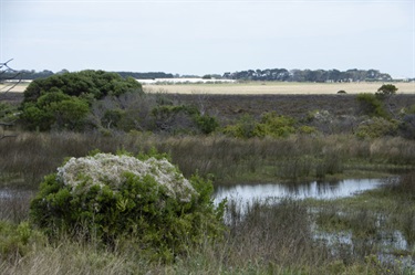 Karaaf wetlands - water and bushes and grasses
