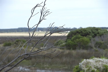 Karaaf wetlands - branch and grasses