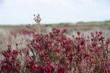 Karaaf wetlands - red bush