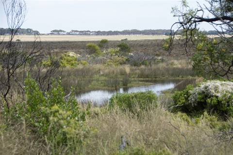Karaaf Wetlands