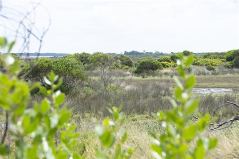 Karaaf Wetlands