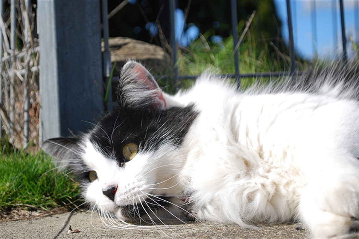 24hour cat curfew to be introduced across Surf Coast Shire Surf