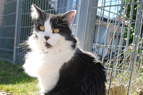 CatOutside1-800x531.jpg