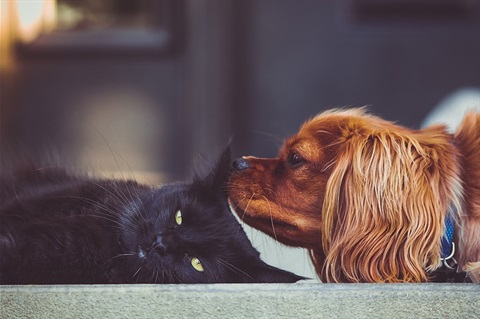 Dog sniffing cat