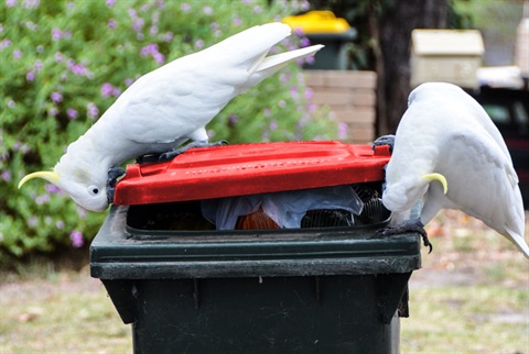 cockatoos getting into a landfill bin