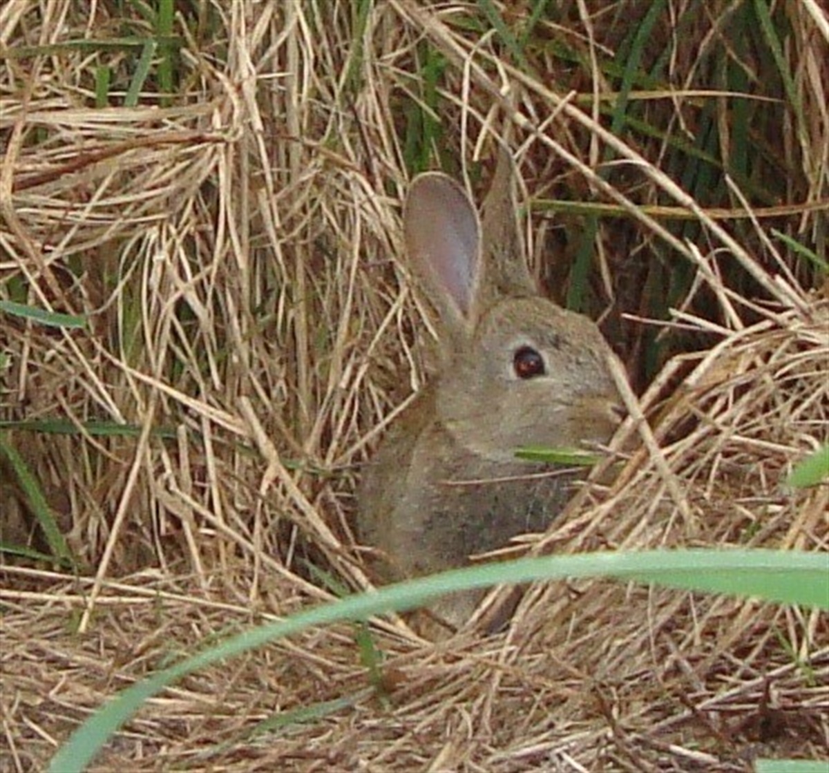 Pest animals and nuisance native wildlife - Surf Coast Shire Pest animals and nuisance native wildlife - Surf Coast Shire