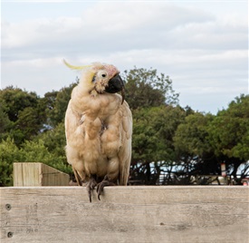 Waste Management - sick cockatoo on fence - Lorne - March 2023.JPG