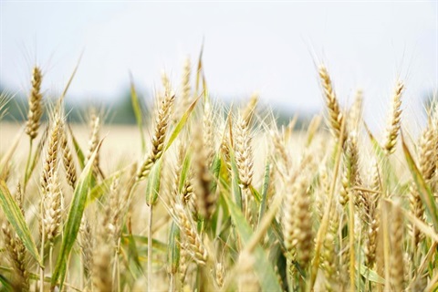 close up of wheat in a field with blue sky