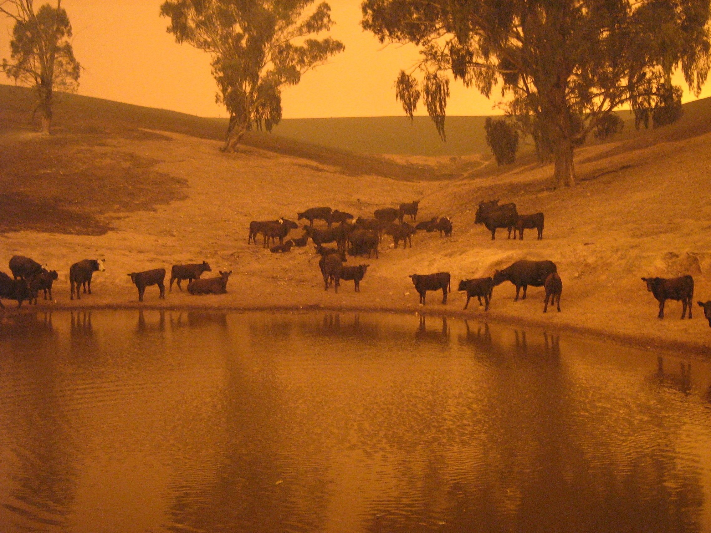 Cows near water with smoke in background
