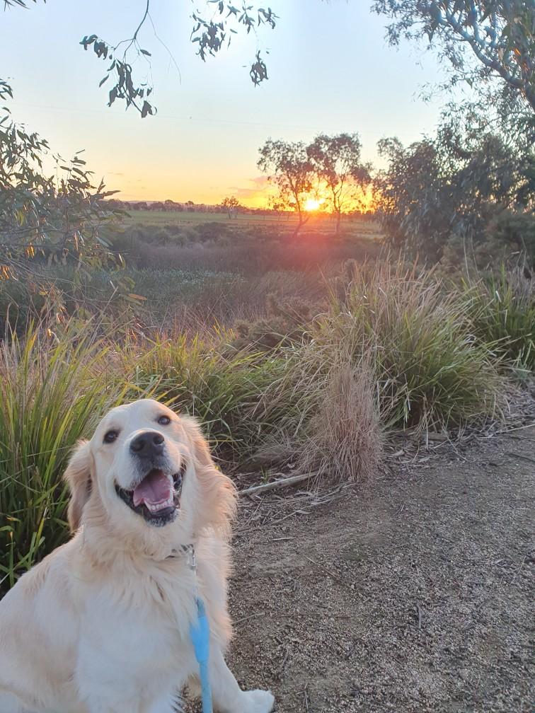 Dog on a path