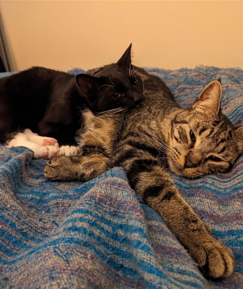Cats on a rug