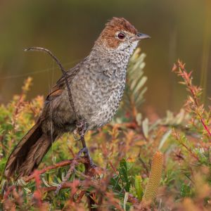 Biodiversity - RAV - 300x300.jpg