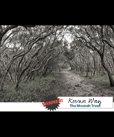 The Moonah Trees | Kevan Way | 2D