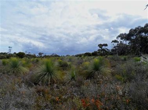 grass_tree_park.jpg