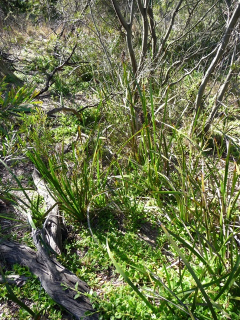 moonah_woodlands_nature_reserve.jpg