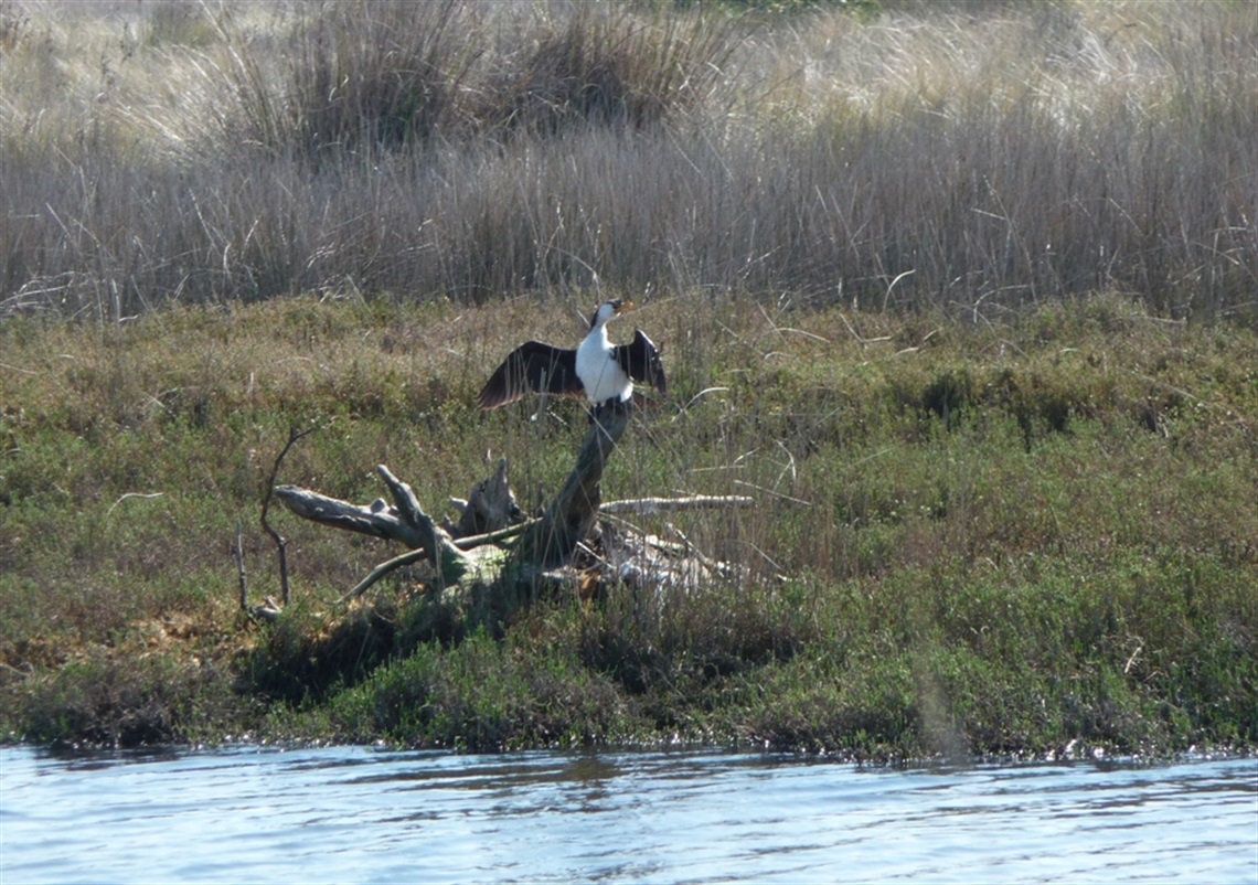 painkalac_creek_nature_reserve.jpg