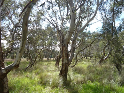 winchelsea_common_nature_reserve.jpg