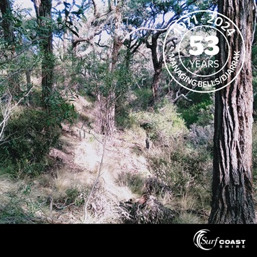 Ironbark trees at Bells Beach