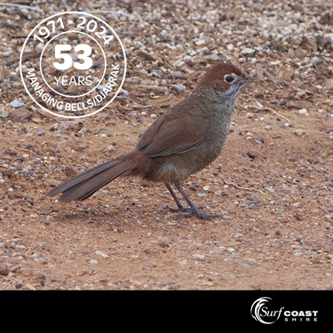 Rufous bird at Bells Beach