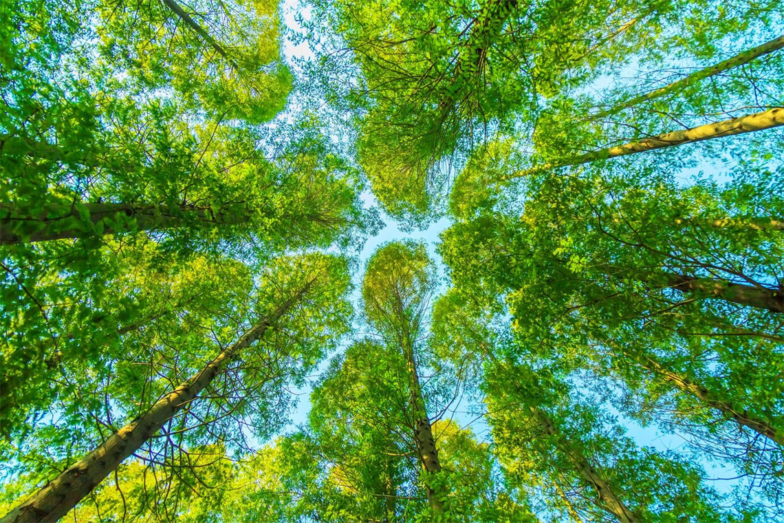 freepik-trees-with-green-leaves.png