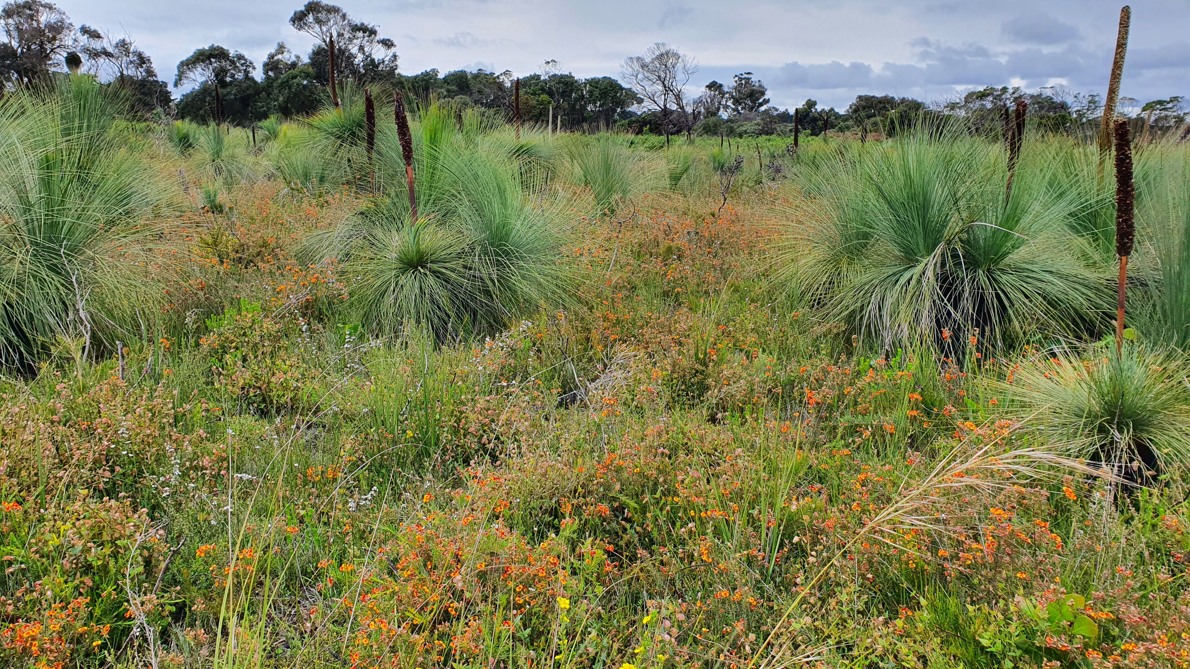 20221027_115950-grasstree-park-flowers.jpg