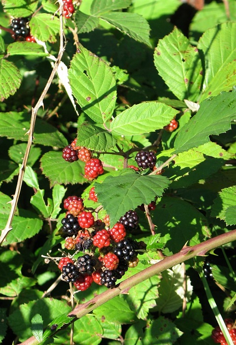 blackberry-close-VRO.jpg