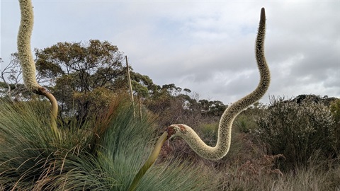 Grasstree-perfectly-crooked.jpg