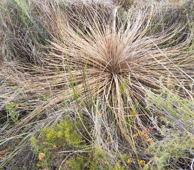 Phytophthora-grasstree-park.png