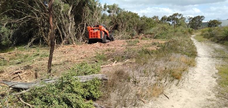 Grasstree-Park-Nature-Reserve-removal-of-coastal-tree.jpg