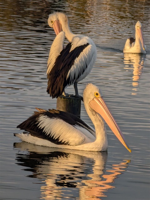 pelicans.jpg