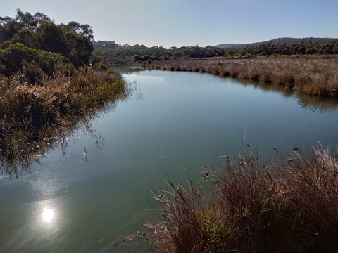 Anglesea River 