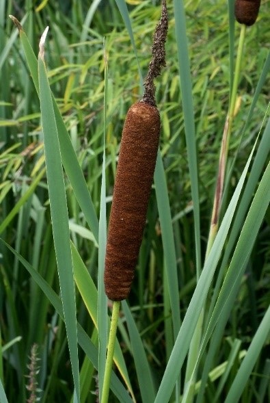 Bulrush weed