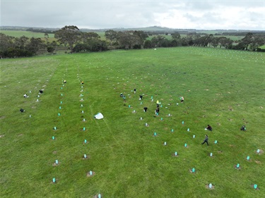 Buckley-planting-site.jpg