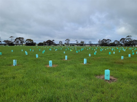 Buckley-planting-site.jpg