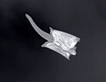 glider 3.jpg