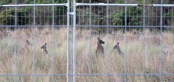 kangaroos.jpg