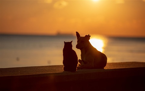 Sunset Dog and Cat.jpg