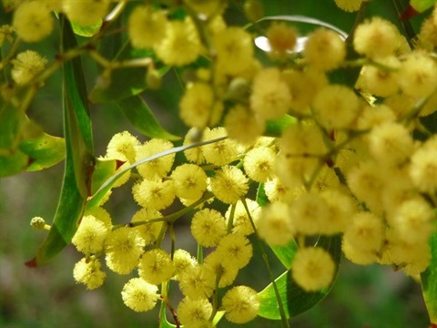 Indigenous plant 