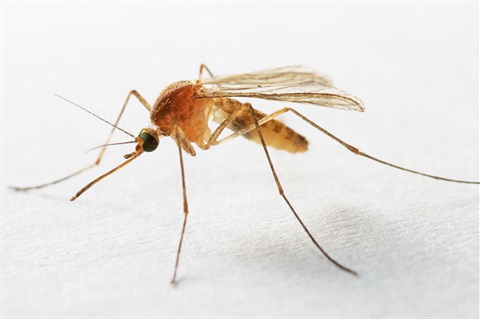 Mosquito