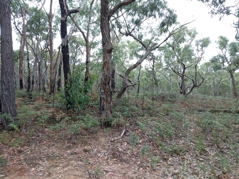 Native pant and shrub