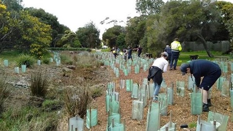 Planting trees and shrubs