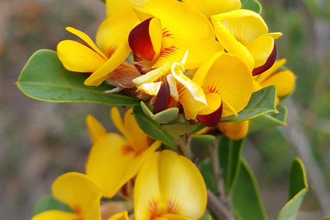 Large-leaf-Bush-pea-Pultenae-daphnoides.jpg